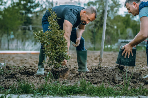 Best Sod Installation  in Northfield, MN