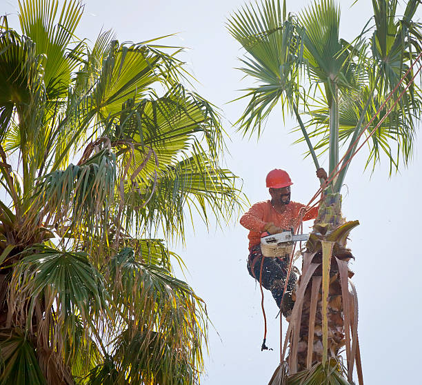 How Our Tree Care Process Works  in  Northfield, MN